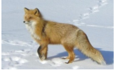 Обыкновенная лисица - Псовые (Canidae)
